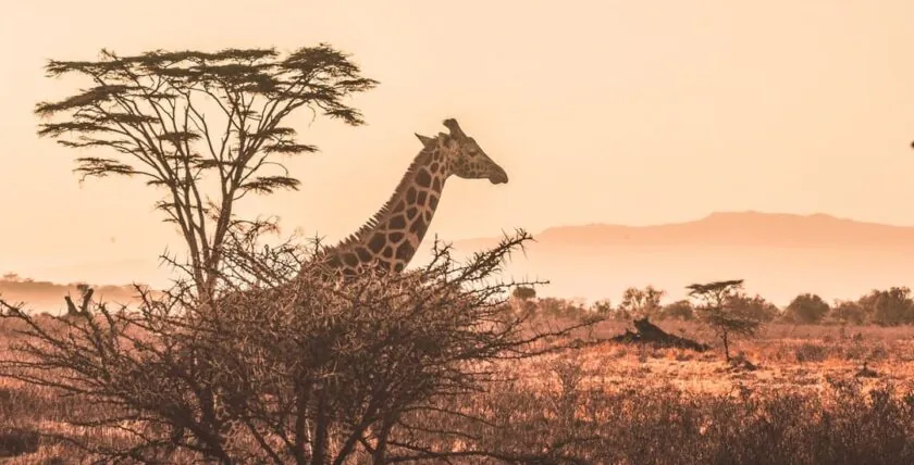 Cras vitae auctor metus. Donec egestas tellus leo, feugiat imperdiet