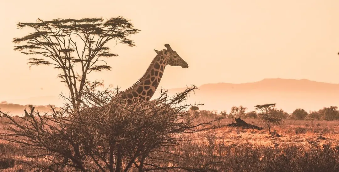 Cras vitae auctor metus. Donec egestas tellus leo, feugiat imperdiet