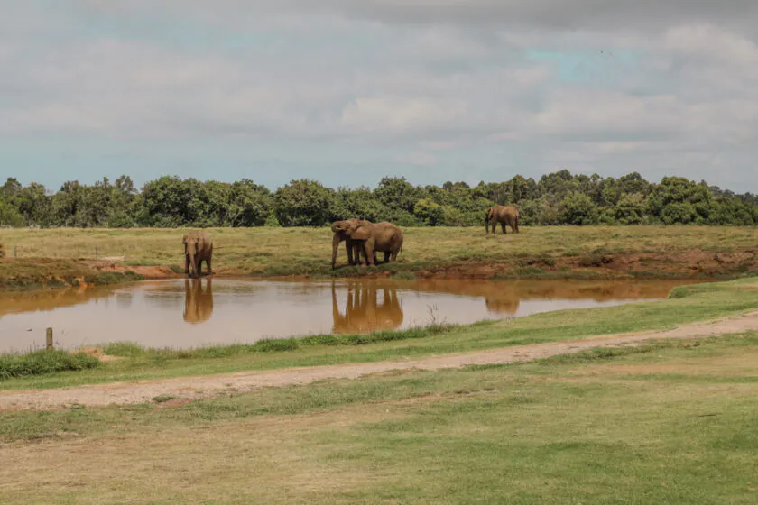 Roteiro África do Sul: safári, vinícolas e experiências exclusivas